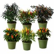 Peperoncini Capsicum Annuum
