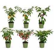 Peperoncini Capsicum Chinense